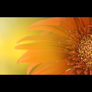 Meet your Posher, Trinh